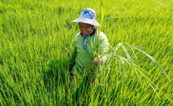 THAÏLANDE – ÉCONOMIE: Un rebond thaïlandais à confirmer Thaïlande fermier