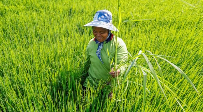 THAÏLANDE – ÉCONOMIE: Un rebond thaïlandais à confirmer Thaïlande fermier