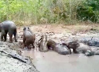 éléphants Thaïlande