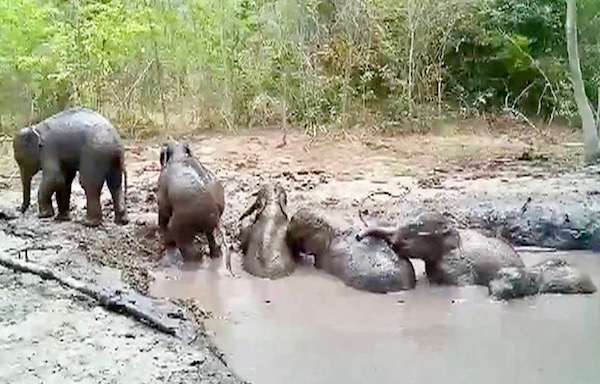 éléphants Thaïlande