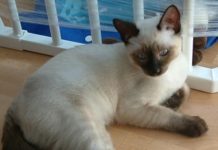 GAVROCHE – ROMAN: «La voie du farang», épisode 16: Bon anniversaire, Nina !