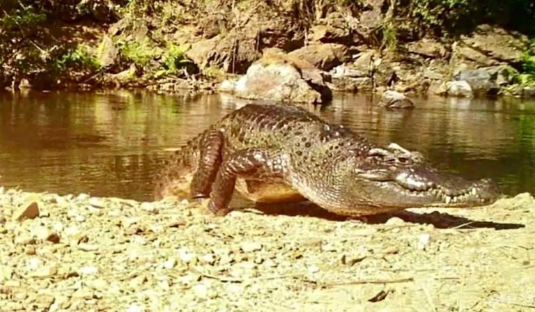 THAÏLANDE – VIE SAUVAGE: Le grand retour du vrai crocodile siamois