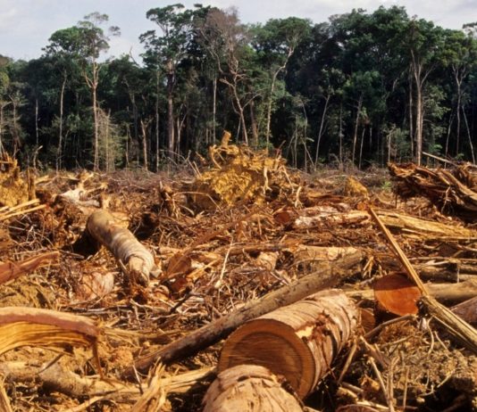 INDONÉSIE – G20 : En plein sommet du G20, l’Indonésie accusée pour la déforestation Déforestation