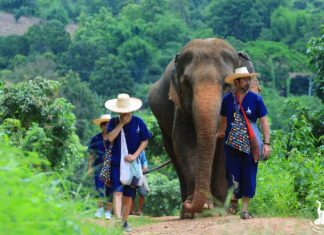 THAÏLANDE – TRADITIONS: Les éléphants «père Noël», une habitude qui interroge