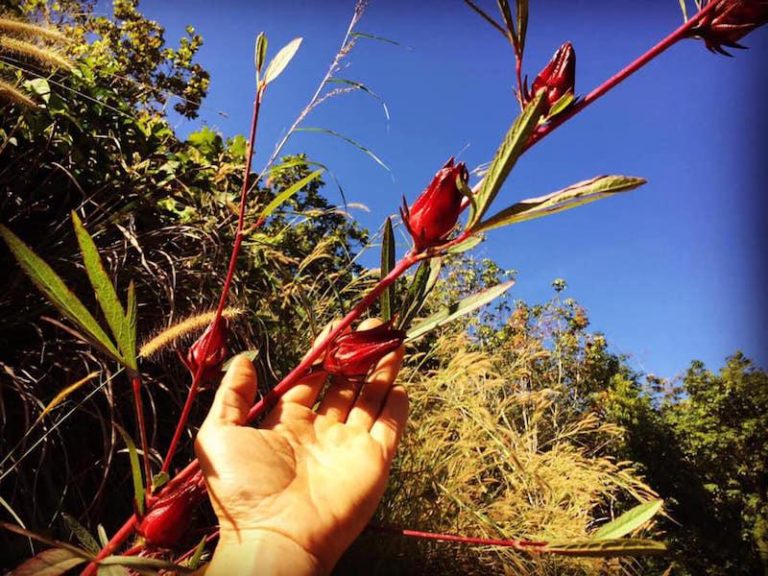 THAÏLANDE – ÉCOLOGIE: A la ferme Sahainan, dans la province de Nan, un rêve «vert» devenu réalité