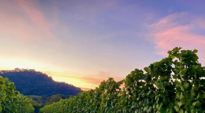 THAÏLANDE – SOCIÉTÉ: Les vignobles thaïlandais, un exemple pour l’Asie du Sud-Est