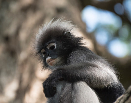 ASIE DU SUD EST – CARNET DE ROUTE : Les langurs, ces singes à lunettes qui dévisagent les touristes en Thaïlande
