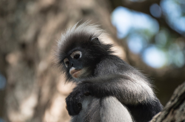 ASIE DU SUD EST – CARNET DE ROUTE : Les langurs, ces singes à lunettes qui dévisagent les touristes en Thaïlande