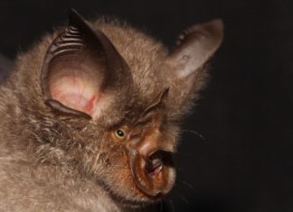 CAMBODGE – CORONAVIRUS: Des racines cambodgiennes pour la Covid-19