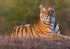 THAÏLANDE – JUNGLE: Les images d’un tigre sauvage à la frontière birmane font fureur Tigre Thaïlande