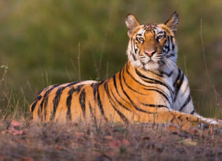 Tigre Thaïlande