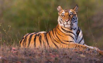 THAÏLANDE – JUNGLE: Les images d’un tigre sauvage à la frontière birmane font fureur Tigre Thaïlande