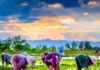 agriculteurs thaïlandais