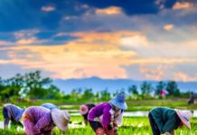 agriculteurs thaïlandais