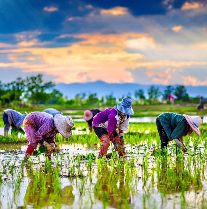 agriculteurs thaïlandais