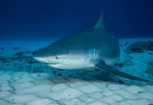 THAÏLANDE – REQUINS: A Phang Nga, l’ombre d’un requin de récif après l’attaque présumée contre un touriste allemand