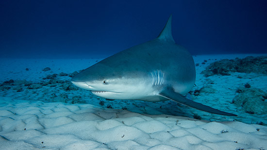 THAÏLANDE – REQUINS: A Phang Nga, l’ombre d’un requin de récif après l’attaque présumée contre un touriste allemand