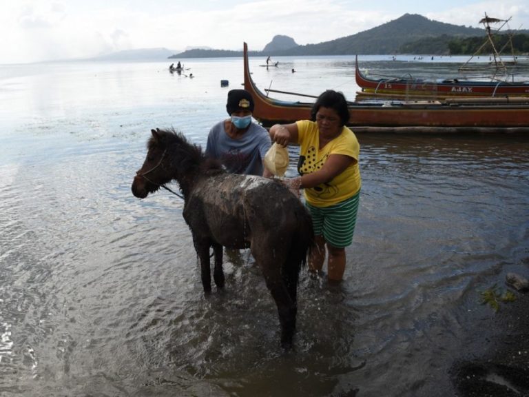PHILIPPINES – CATASTROPHE: Les animaux recouverts de cendres du volcan Taal