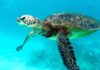 tortue de mer
