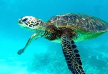 tortue de mer