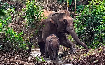 éléphants sauvages Thaïlande