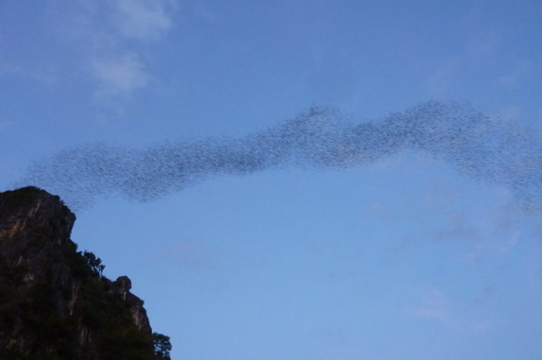 CHRONIQUES DE SUKHOTHAI: Quand les chauves-souris dansent