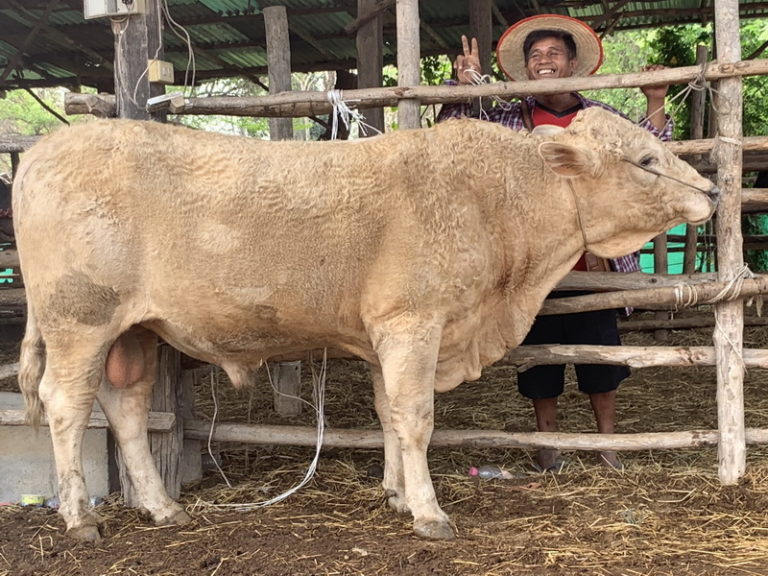 THAÏLANDE – CHRONIQUE : « Wang Prachop : le bœuf a la cote…. »