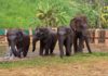 THAÏLANDE – TOURISME: Les éléphants, protégés eux aussi contre l’épidémie de Covid-19 éléphants sauvages Thaïlande