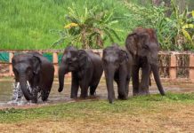 éléphants sauvages Thaïlande