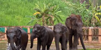 éléphants sauvages Thaïlande