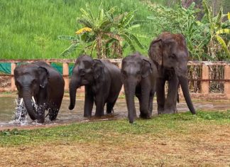 éléphants sauvages Thaïlande
