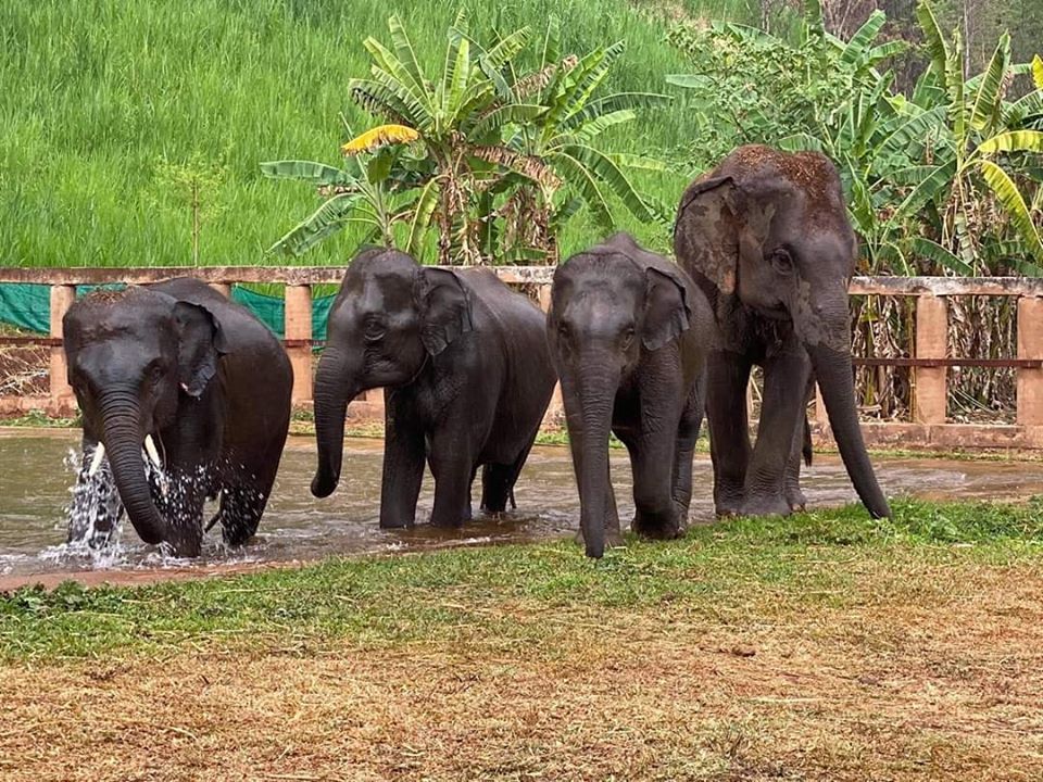 éléphants sauvages Thaïlande