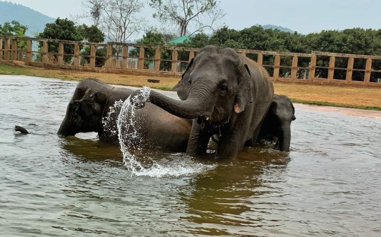 THAÏLANDE – FRANCE: Quand l’art fait bon ménage avec les éléphants…