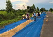 moisson riz Thaïlande