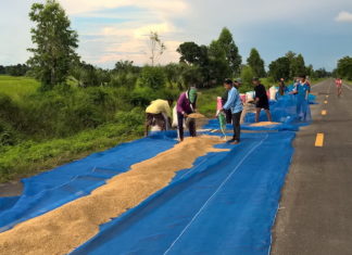 moisson riz Thaïlande