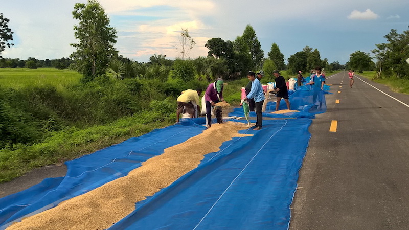 moisson riz Thaïlande