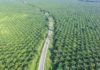 forêt huile de palme Indonésie