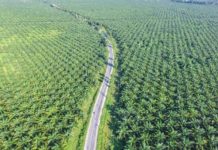 forêt huile de palme Indonésie