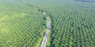 forêt huile de palme Indonésie