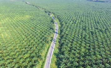 forêt huile de palme Indonésie