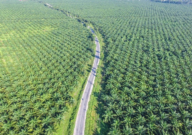 forêt huile de palme Indonésie