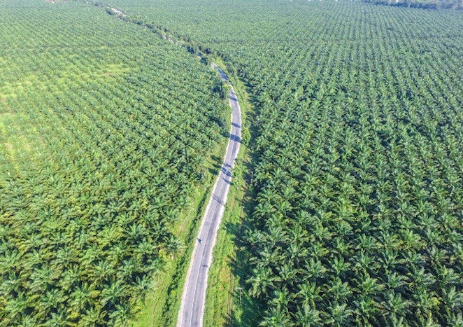 INDONÉSIE – ÉCONOMIE : L’huile de palme impopulaire chez les agriculteurs indonésiens