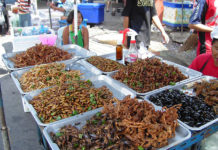 GASTRONOMIE: Le plus grand salon des insectes comestibles se tiendra à Bangkok le 30 mai
