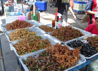 Insectes comestibles : Gastronomie : Thaïlande 