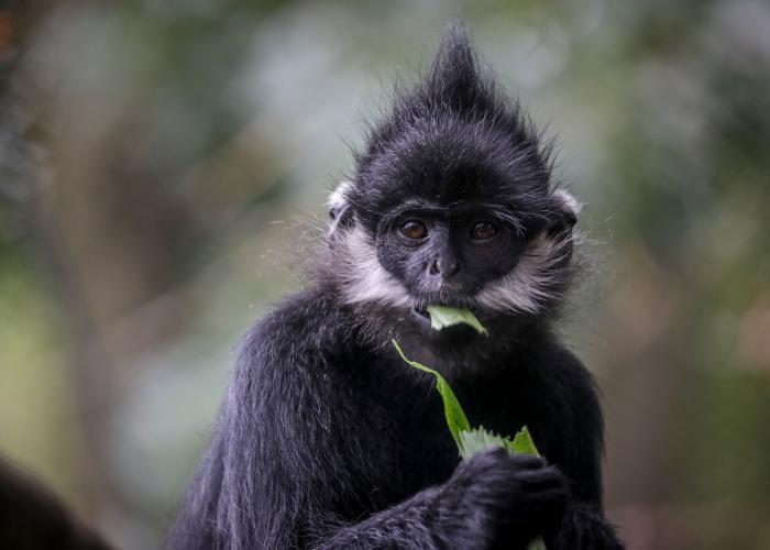 VIETNAM – FAUNE: Mobilisation internationale pour sauver le singe Langur