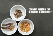 NUTRITION: L’université thaïlandaise Kasetsart met des insectes dans vos assiettes le 31 mai