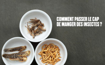 NUTRITION: L’université thaïlandaise Kasetsart met des insectes dans vos assiettes le 31 mai