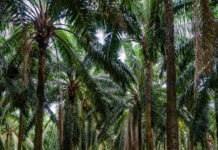 huile de palme