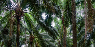 huile de palme