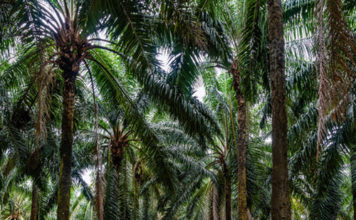 INDONÉSIE – ÉCONOMIE : L’huile de palme indonésienne sera de nouveau exportée à partir du 23 mai huile de palme
